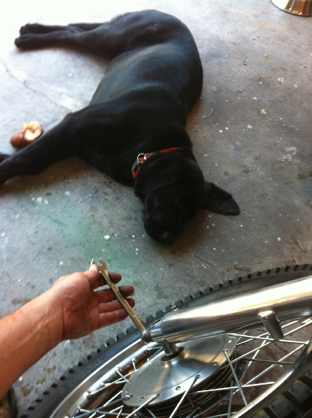 Zeke the 8 month old puppy closely inspects the torquing of the front fork bolts