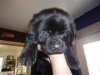 Here is our new Newfoundland puppy that is 4 weeks old. We will go to Missoula next month and get him. The cats will love him :-))